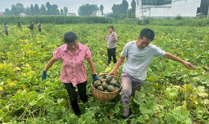 洛南：“貝貝南瓜”成為增收“小金瓜”