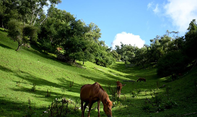 陜西隴縣：關(guān)山草原夏日美