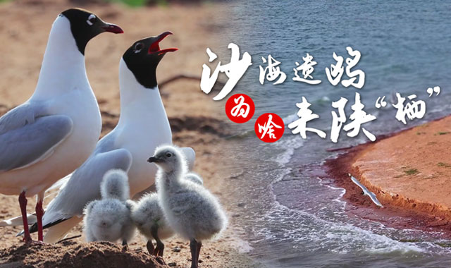 全國(guó)生態(tài)日 | 沙海遺鷗為啥來(lái)陜“棲”？