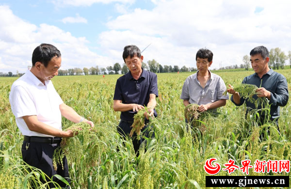 定边：旱作集成技能为小杂粮增收“挑起大梁”