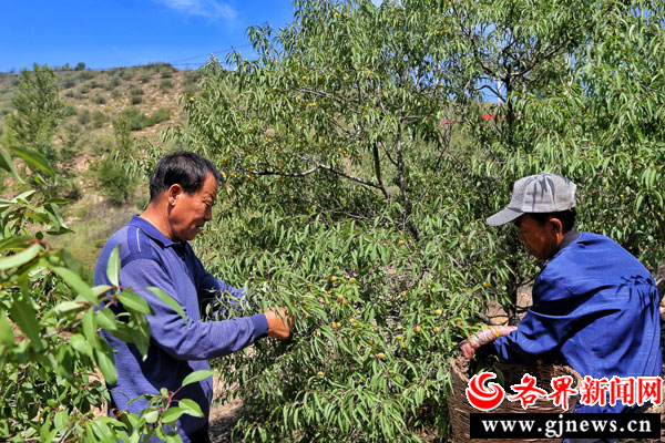 延安吴起县：山桃丰盈 林里捡“金”