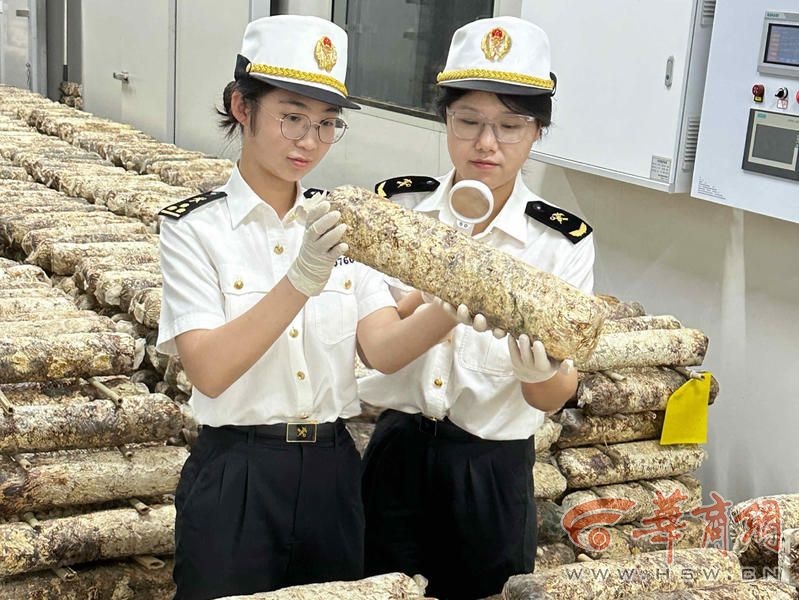 顺畅出口韩国 陕西榆林蘑菇菌丝初次走出国门