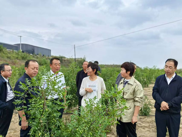 神木市政協開展酸棗產業發展情況專題協商調