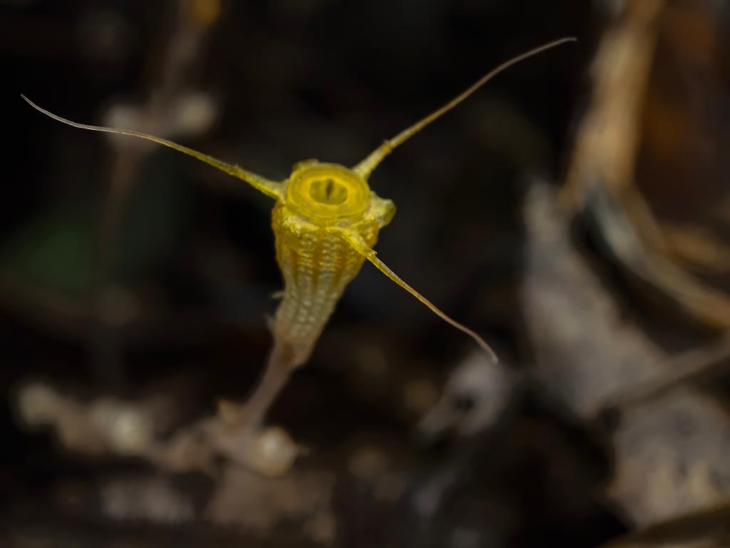 科研人员发现植物新物种&quot;金樽水玉杯&quot;