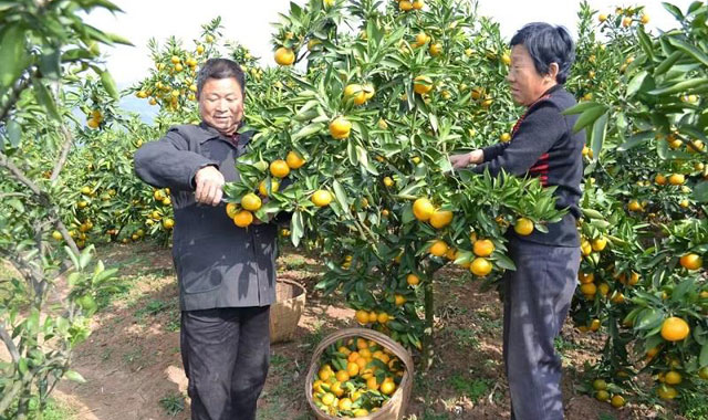 秋天里的陜西 ：鹮鄉秋來果滿枝