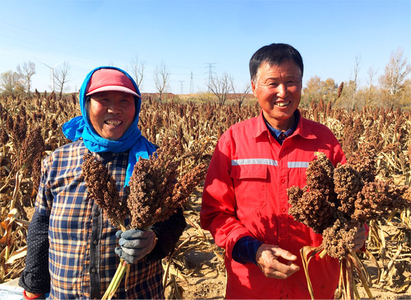 定邊：幸福高粱紅