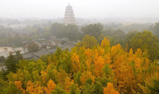 唐大慈恩寺遺址公園賞銀杏