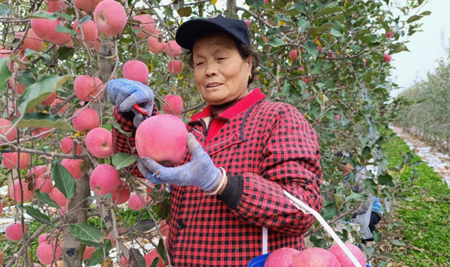 碩果盈枝 果農(nóng)開顏