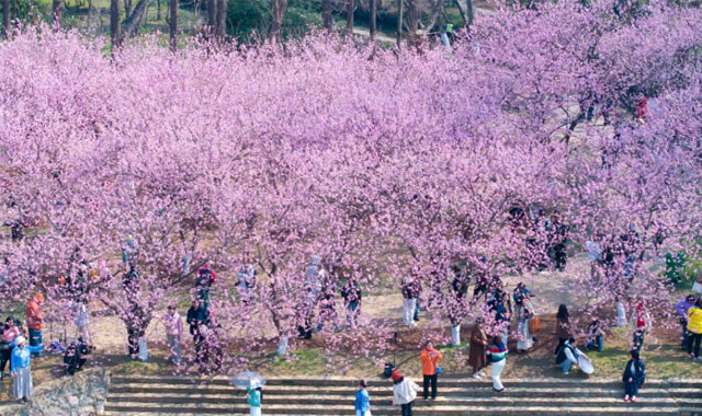 踏青賞花享春光