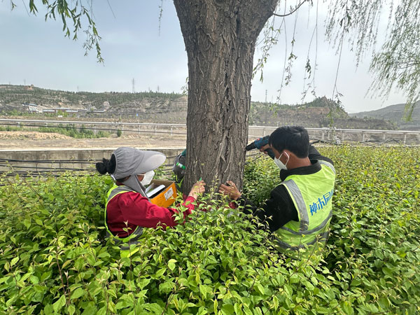 神木：多措并舉治飛絮 守護城市清新綠