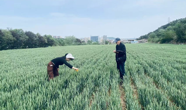 陕西宝鸡市渭滨区：抗旱保粮正当时