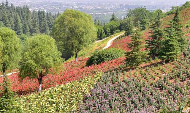 夏初限定：秦嶺國家植物園近百種月季花競相開