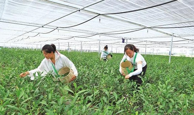 陜西“南茶北引”首次成功北跨秦嶺——西安頭茬“白毫早”開始采摘