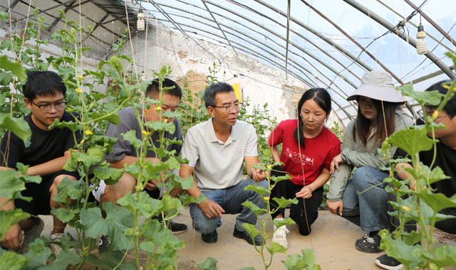 涇陽蔬菜科技小院：播撒科技興農(nóng)的“種子”