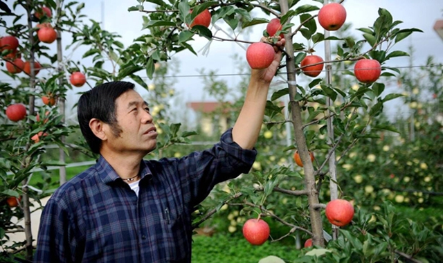 李丙智委員：“接到果農(nóng)豐收的電話(huà)，是我最開(kāi)心的時(shí)候”
