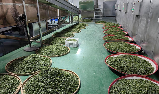 陜西佳縣：棗芽變“金葉” 茶香飄出致富路
