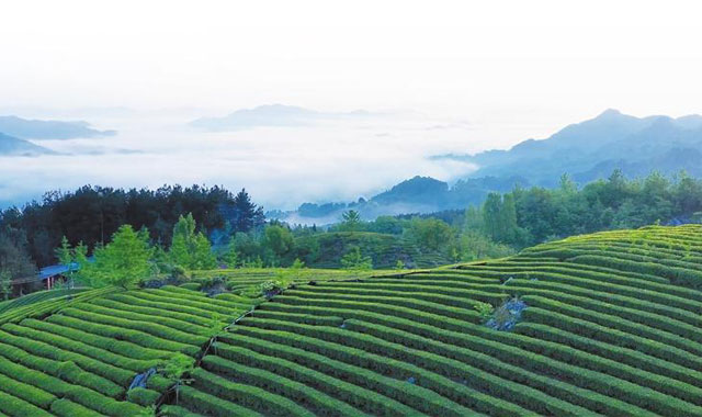 “一帶一路”上的陜西故事｜一縷茶香 遠(yuǎn)飄中