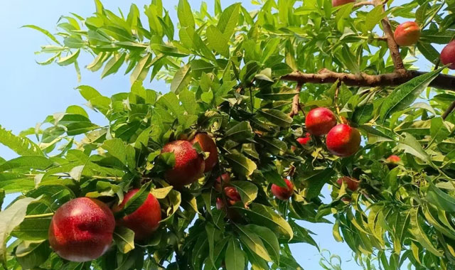 寶雞市渭濱區(qū)：金桃綴滿厥灣村 甜蜜產(chǎn)業(yè)富鄉(xiāng)村