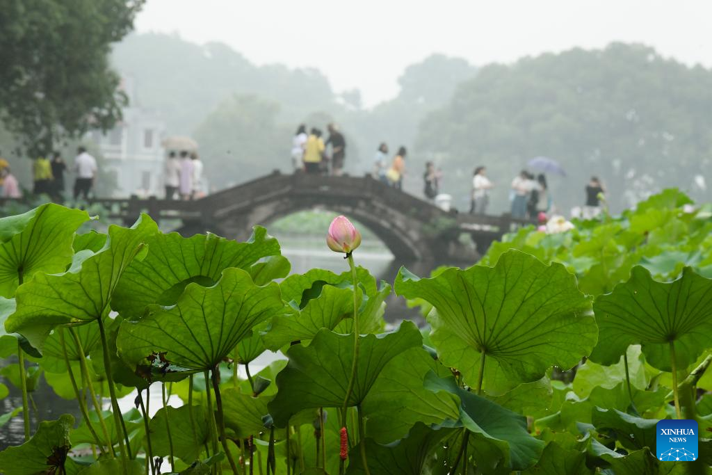 Lotuses in West Lake start to bloom