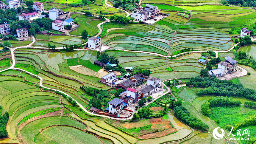 Verdant terraced fields offer picturesque views in Chongyi, E China's Jiangxi