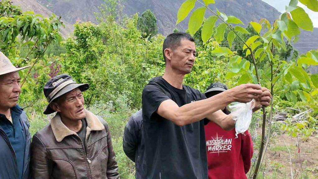報效祖國 建功西部丨從荒灘到綠洲：在雅魯藏布江畔，他們種下萬畝核桃林