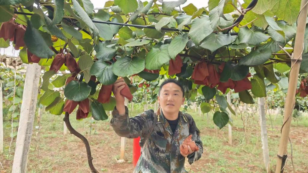 報效祖國 建功西部丨安文忠：十年青春澆灌“致富果”