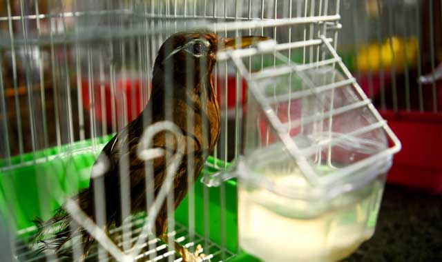 西安：放飛野生鳥類回歸自然