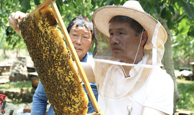 張馮斌委員：扎根基層守護(hù)百姓“甜蜜產(chǎn)業(yè)”