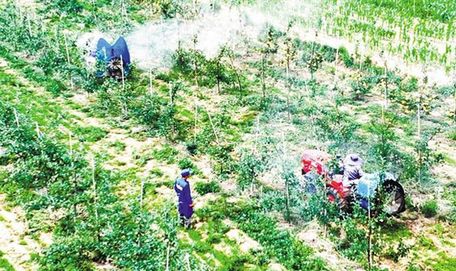 陜西科研團隊研發(fā)出新型膜劑，可代替蘋果套袋用的紙袋 渭北旱塬蘋果敷“面膜”