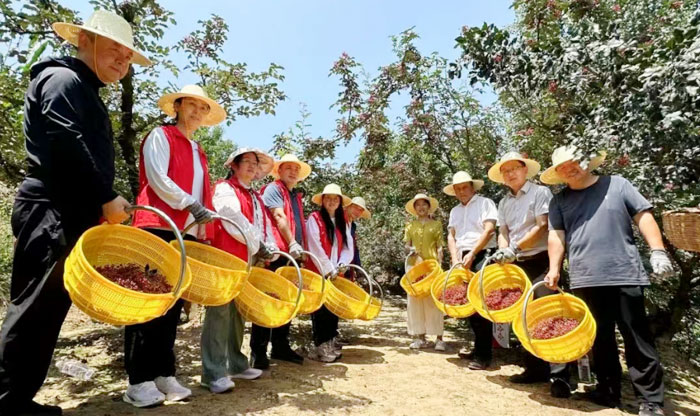 高溫難擋“志愿紅” 寶雞市陳倉(cāng)區(qū)政協(xié)委員田間忙