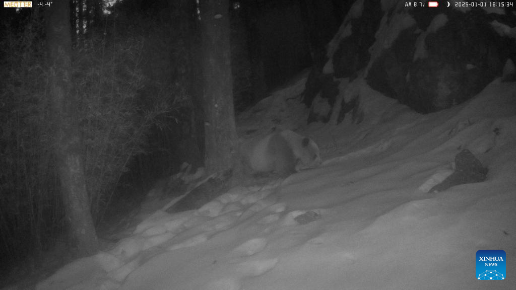 Rare brown giant panda spotted in NW China's Shaanxi