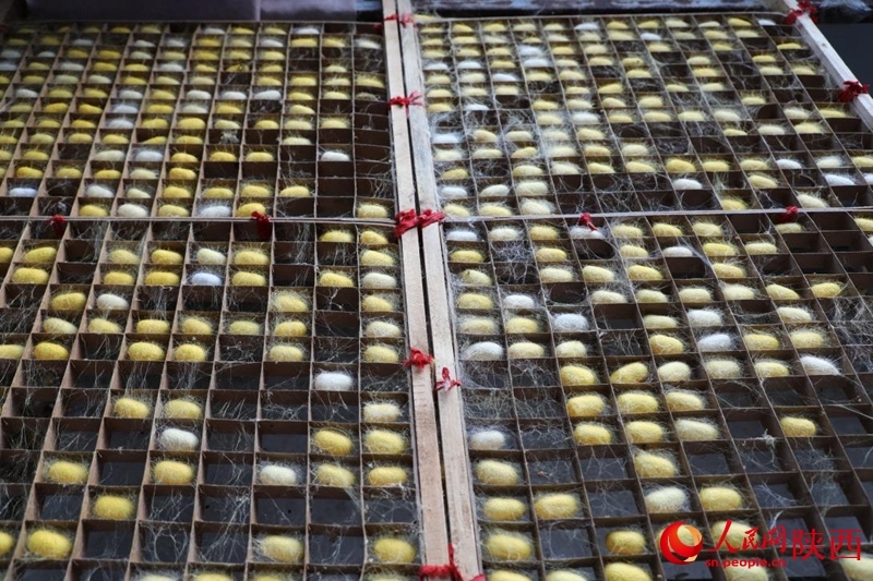 Silkworm farming brings prosperity to county in NW China's Shaanxi