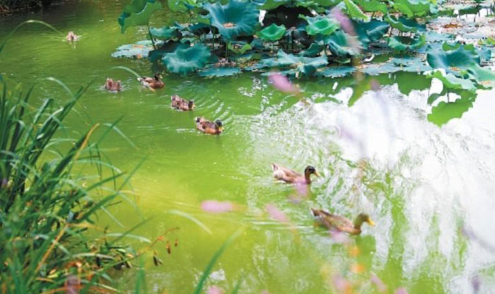 西安浐灞國(guó)家濕地公園——  11年，用鏡頭構(gòu)建“生態(tài)數(shù)據(jù)庫(kù)”