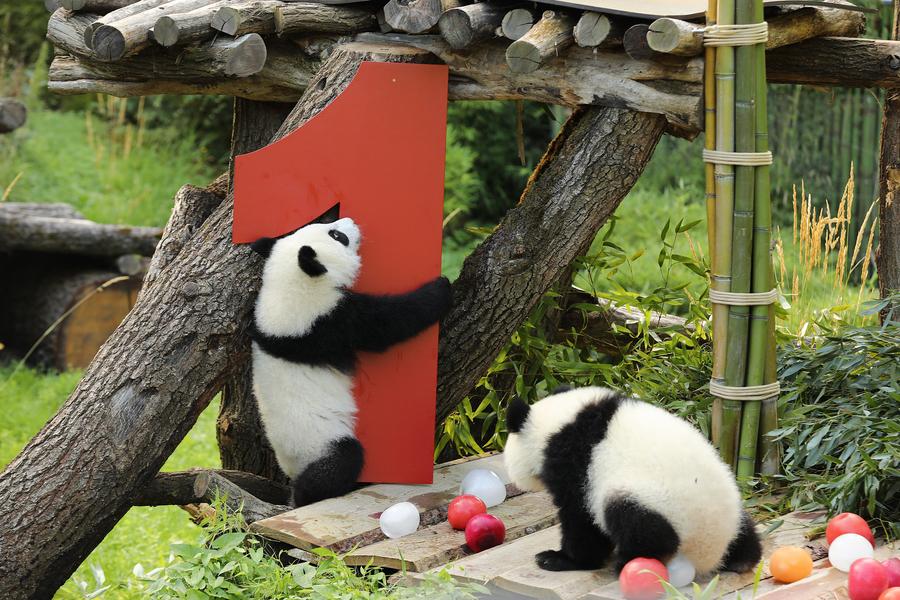 Second pair of Germany-born panda twins celebrate 1st birthday