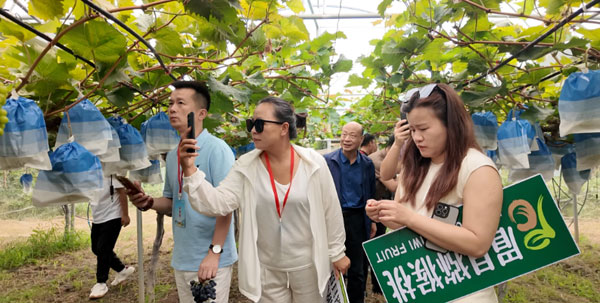 全國采購商陜西果區(qū)行走進眉縣 為獼猴桃產(chǎn)銷預(yù)熱蓄力