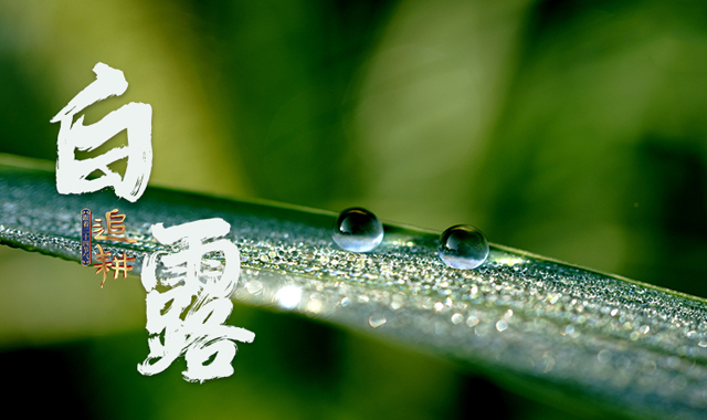 跟著二十四節(jié)氣“追耕”｜白露
