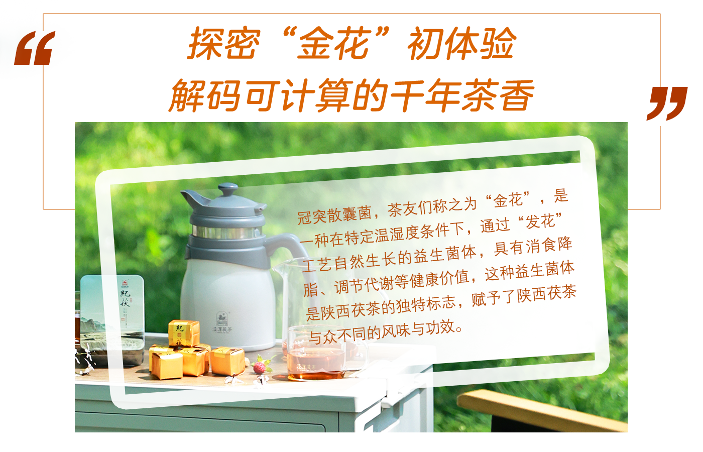 探密“金花”初體驗(yàn) 解碼可計(jì)算的千年茶香