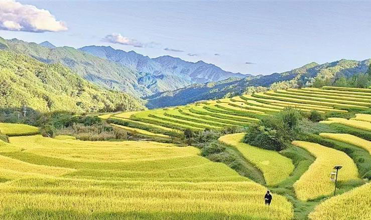 陜南水稻迎豐收