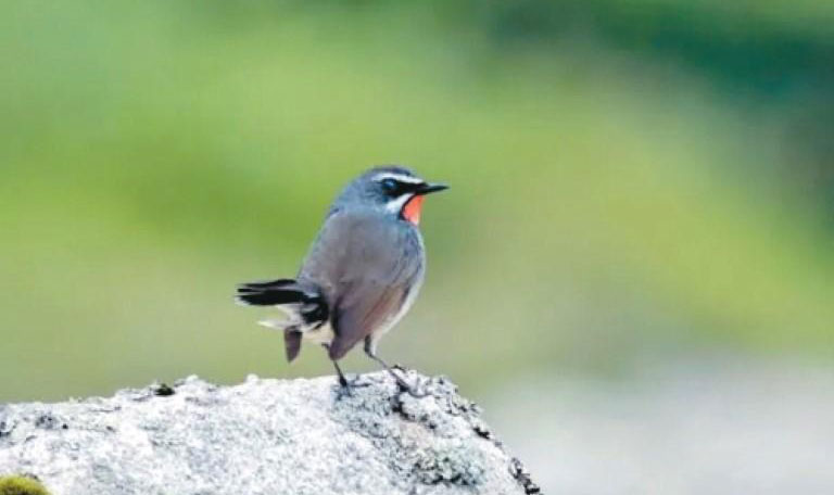 我省鳥類“戶口簿”再上新  白須黑胸歌鴝現(xiàn)身秦嶺