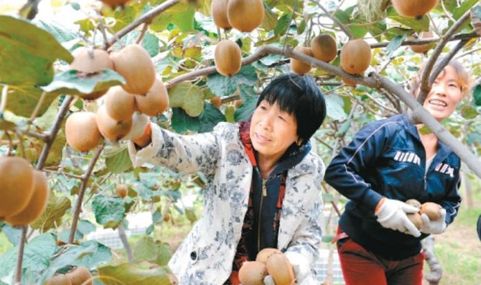 首屆地理標(biāo)志產(chǎn)品國際博覽會(huì)在京落幕  “周至獼猴桃”奪得兩項(xiàng)大獎(jiǎng)