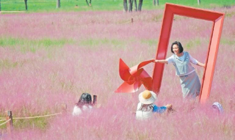 一抹粉黛入秋色 如云似霧引客來