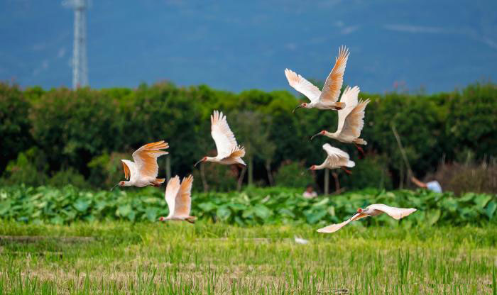 秦嶺腹地的“綠色密碼” 有機產(chǎn)業(yè)助生態(tài)顏值變經(jīng)濟產(chǎn)值