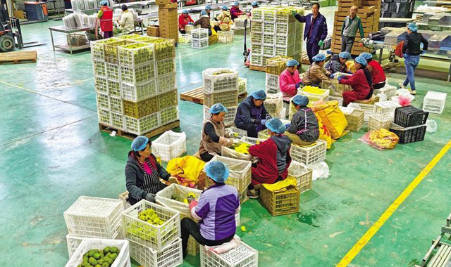 全国最大规模猕猴桃开采仪式在武功县举办 