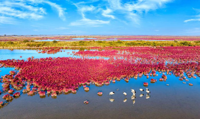 鸟儿恋上黄河岸