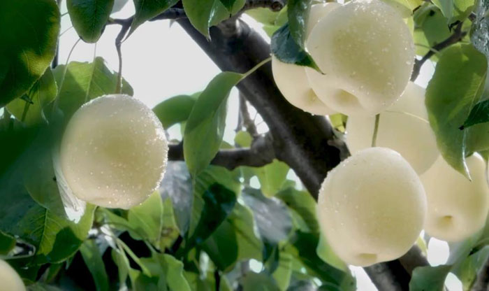 新华视点｜特色农业“金钥匙” 打开乡村振兴“富民门”