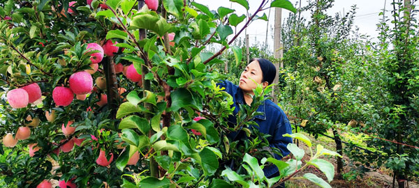 范家寨苹果