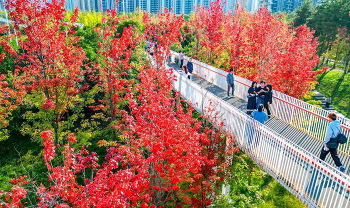 西安秋天的第一波红叶上线