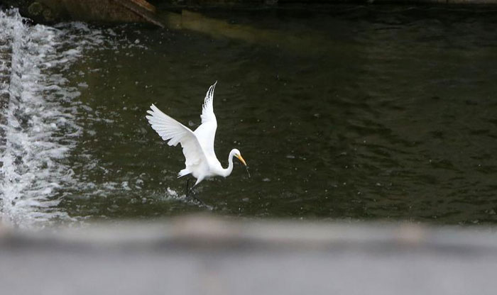 白鹭起舞护城河
