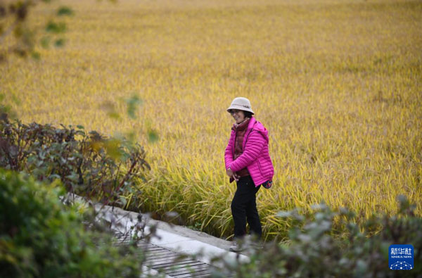 10月16日，游人在南泥湾稻田游览。