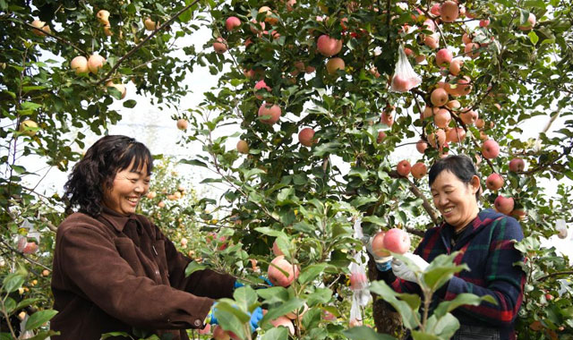 陕西延安：黄土高原迎来收获季